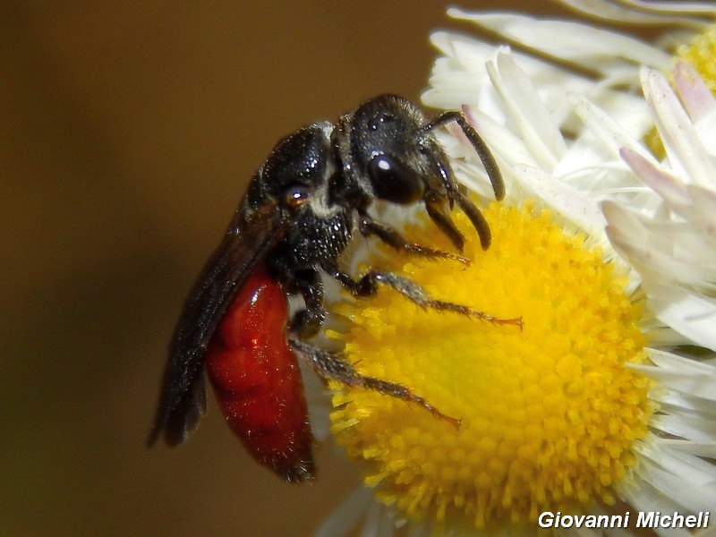 La vita in un fiore (Erigeron annuus)